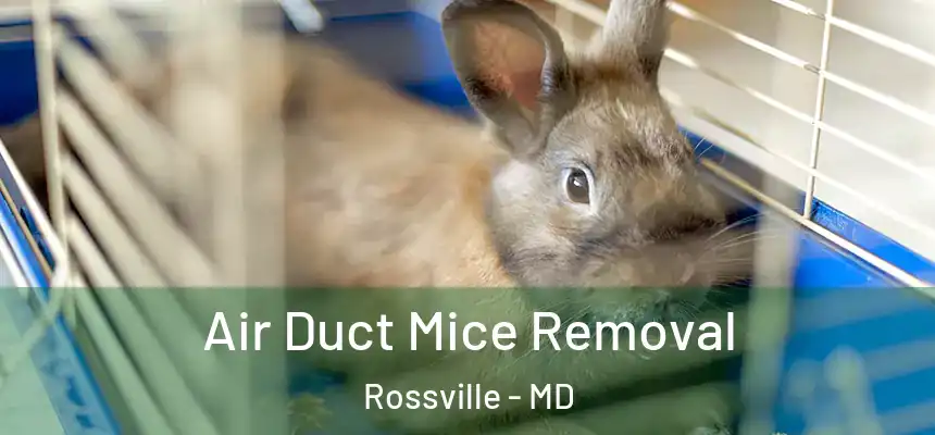  Air Duct Mice Removal Rossville - MD
